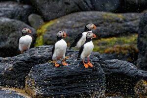 Une première mondiale alors que l'île de Rathlin parvient à l'éradication historique des furets pour assurer l'avenir des oiseaux marins