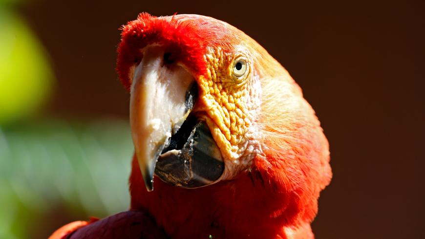 Perroquets en Amazonie