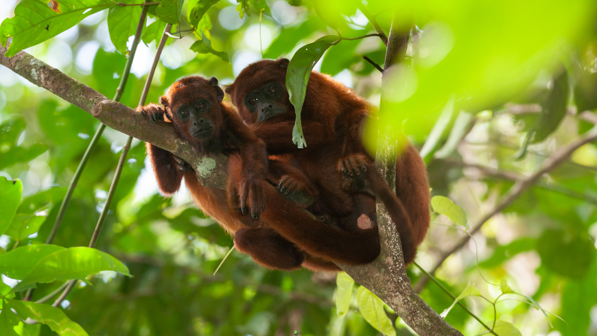 Biodiversité de la réserve nationale de Tambopata
