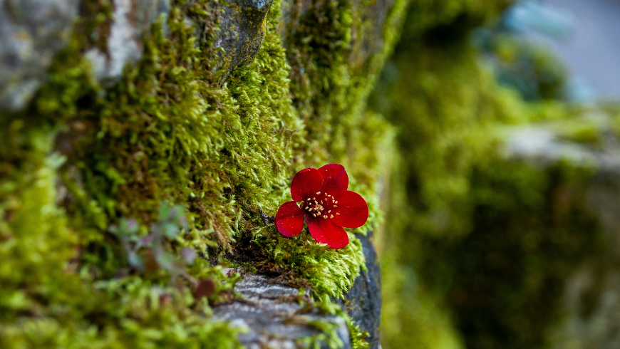 détails de la nature représentant les sons naturels utilisés en musicothérapie.