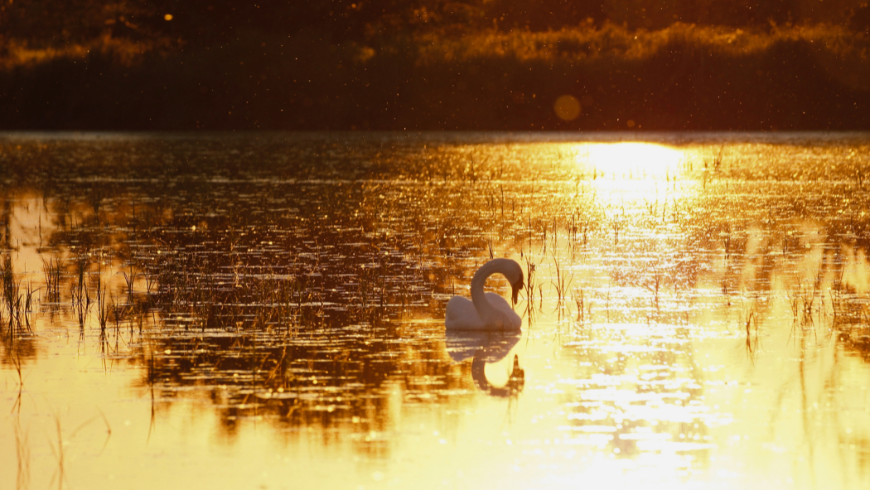 lac paisible avec cygne représentant l'écoute de la nature pour réduire le stress