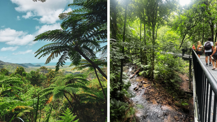 Forêt tropicale de Daintree dans le Queensland, Australie, zone d'arbres denses 
