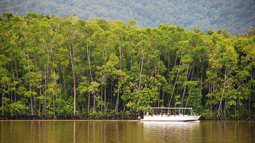 Forêt tropicale de Daintree, Queensland, Australie. Arbres, rivière et bateau.