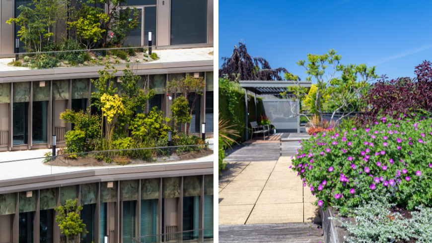Jardins sur le toit et plantes dans le jardin sur le toit
