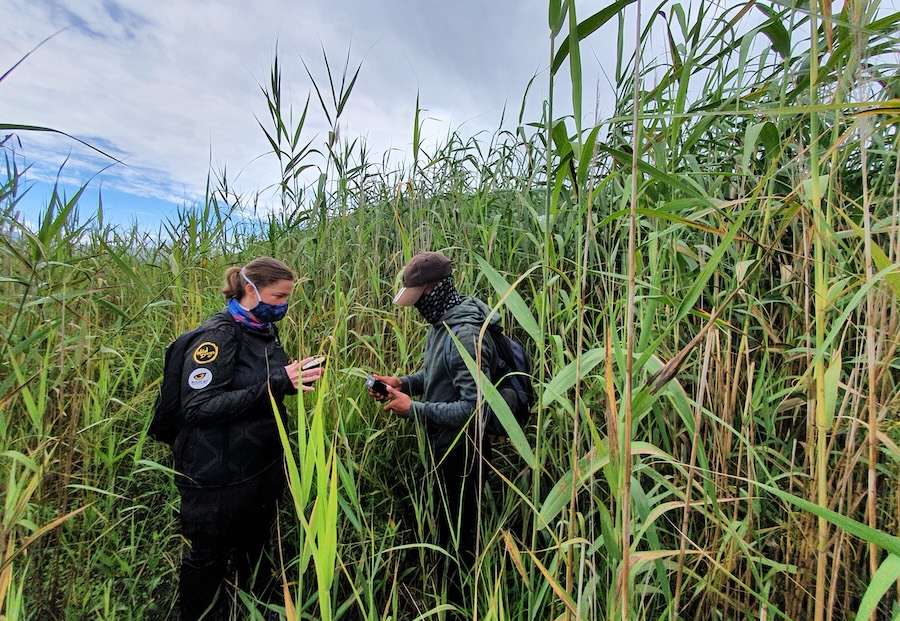 How birdsong reveals the secrets of wetland health