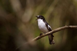 Dawn Chorus est épuisé alors que les oiseaux chanteurs s'écrasent