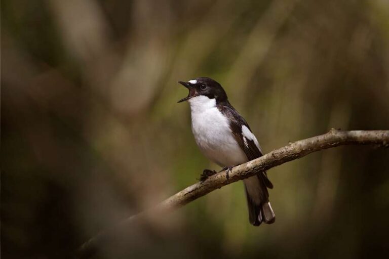 Dawn Chorus est épuisé alors que les oiseaux chanteurs s'écrasent