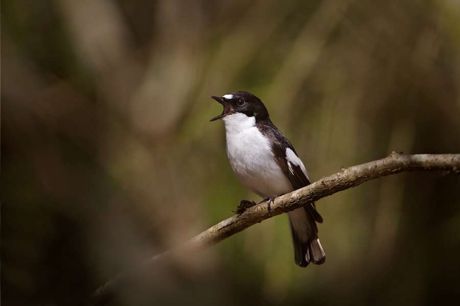 Dawn Chorus depleted as songbirds crash