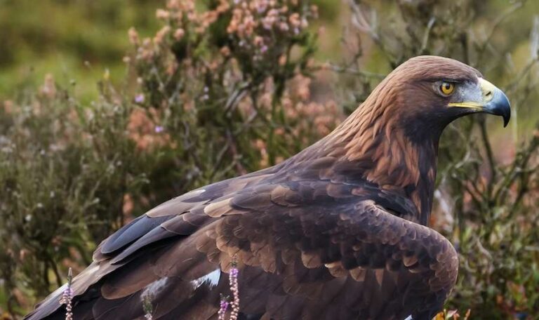 Des aigles royaux en Angleterre ? Voici les arguments écologiques en faveur de leur retour