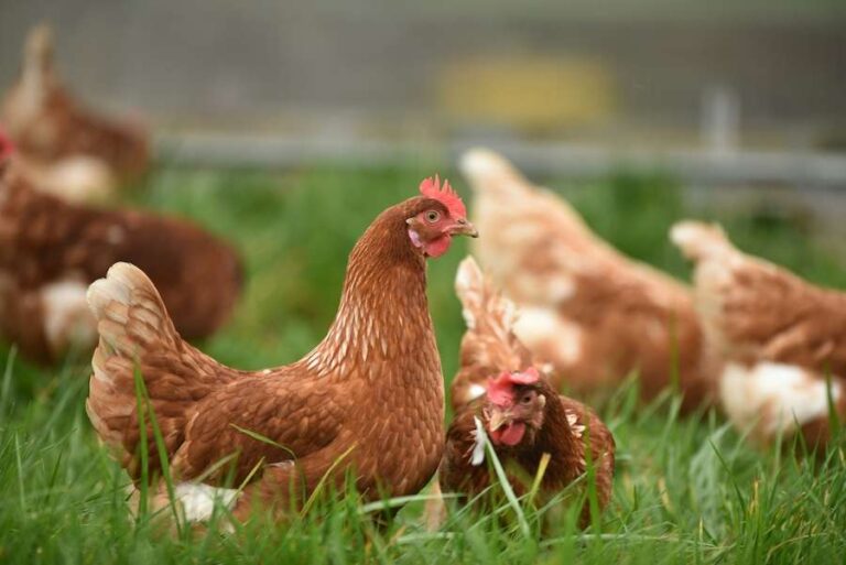 Disparus – Les FOI révèlent que 25 millions de poulets sont portés disparus en Angleterre