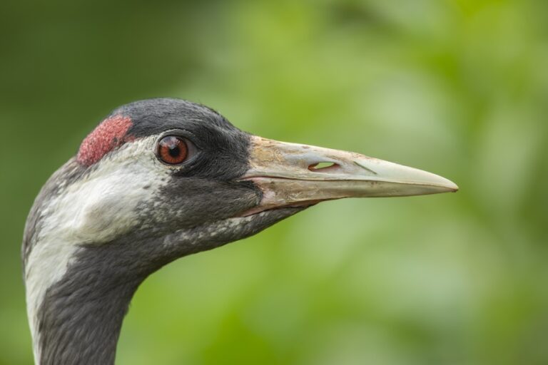 L'oiseau le plus grand du Royaume-Uni, la grue, a enregistré une année record