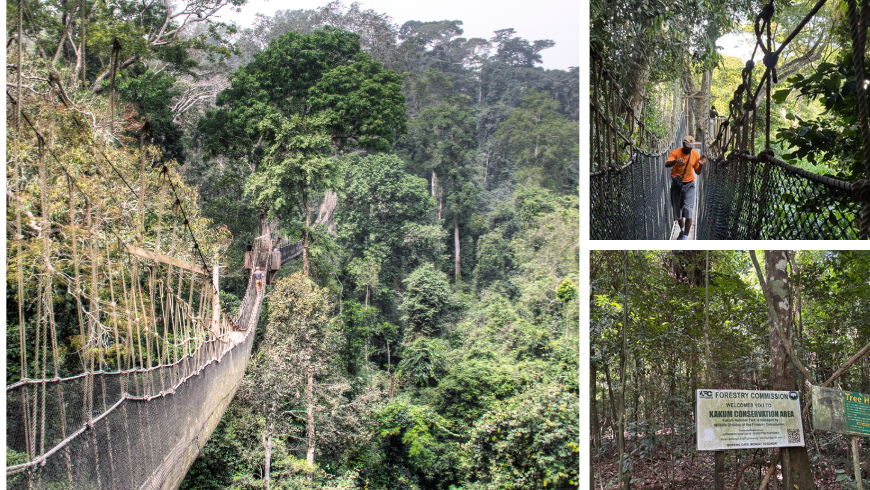 Passerelle dans la canopée du parc national de Kakum, au Ghana, suspendue au-dessus de la forêt tropicale avec un visiteur marchant dans une jungle luxuriante.