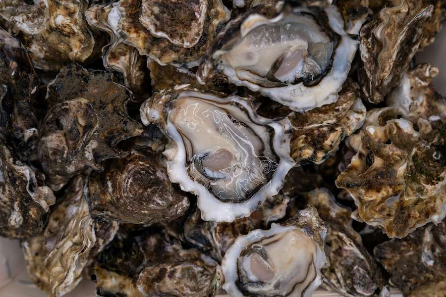 The surprising power of seashells – how oyster waste can recapture rare earth elements