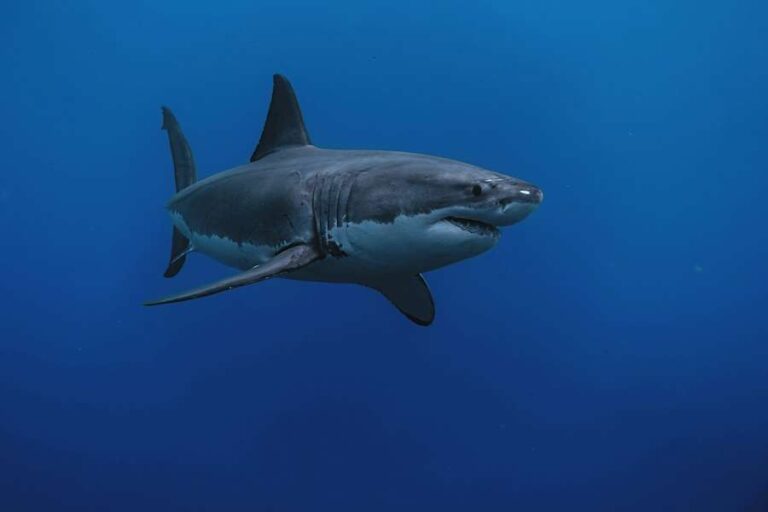 Le réchauffement des mers pourrait-il ramener les grands requins blancs en mer du Nord ? Une dent de requin vieille de 5 millions d’années pourrait fournir des indices