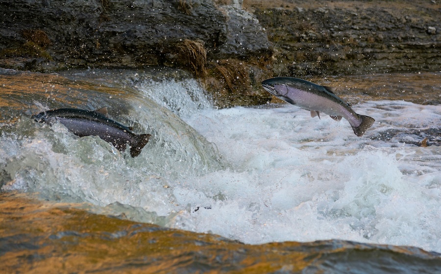 The world’s great fish migrations are collapsing – that’s a problem for millions of people