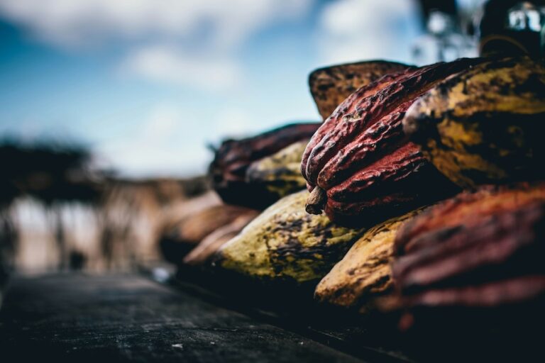 Les producteurs de cacao abattent des arbres pour obtenir des gains à court terme, mais il est important de les conserver – voici pourquoi