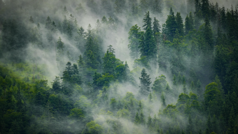 Les sons de la nature nous font du bien : apprenons à les écouter !