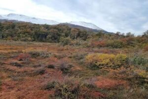 Les tourbières sont essentielles à la lutte contre le changement climatique, mais les scientifiques ne les ont toujours pas toutes trouvées