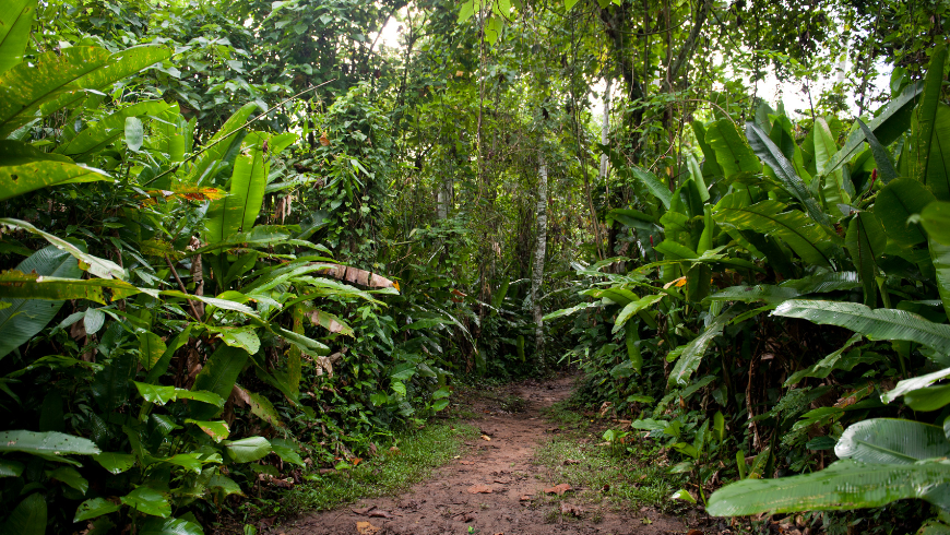 Réserve nationale de Tambopata, Pérou : Que faire dans la forêt amazonienne, entourée de nature et de biodiversité.