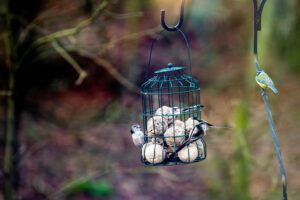 Résultats du RSPB Big Garden Birdwatch 2026