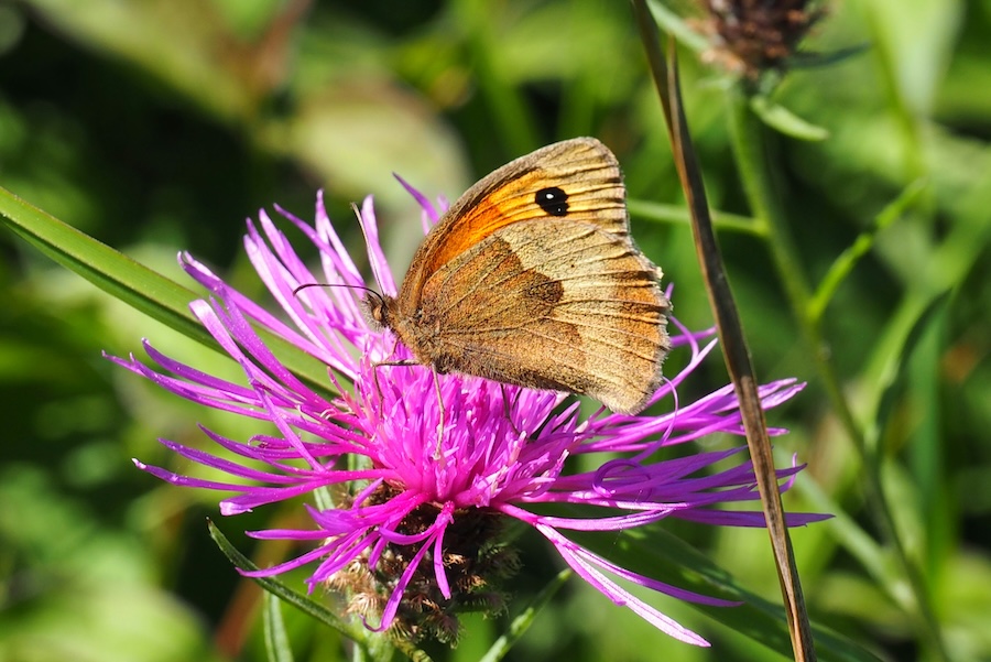 £90 Million Species Recovery Fund Signals Scale of England’s Biodiversity Challenge
