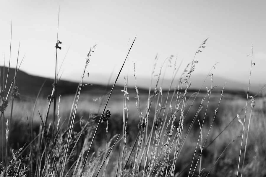 Gamekeeper fined for brutally killing protected bird of prey