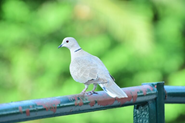 Un nombre record d'observateurs d'oiseaux bénévoles révèle des changements dans les oiseaux nicheurs du Royaume-Uni