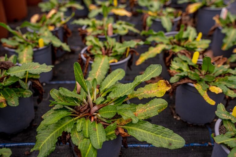 Un nouvel espoir alors que le quai côtier, menacé à l'échelle mondiale, revient dans son habitat nouvellement restauré