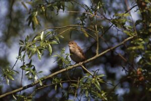 Un succès chantant pour les Nightingales ce Dawn Chorus Day