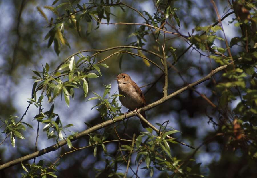 A singing success for Nightingales this Dawn Chorus Day