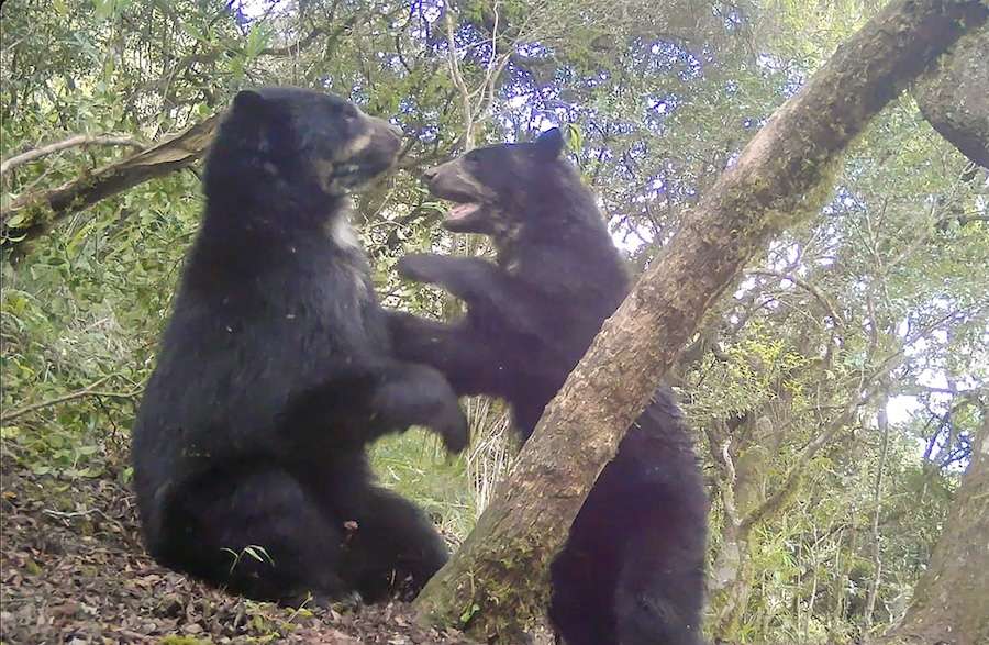 One week to help save the highly threatened home of Andean bears