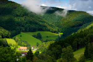 Waldeinsamkeit : retrouver nos racines au cœur de la Forêt-Noire
