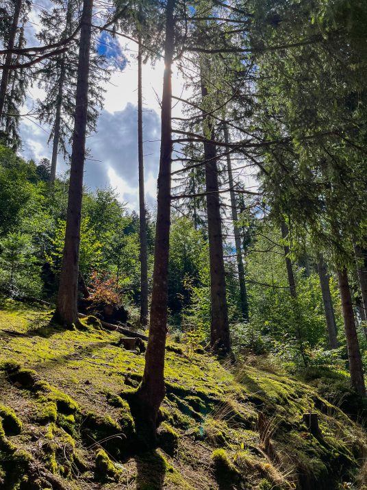 Photo des arbres dans la forêt avec un peu de lumière du soleil. 