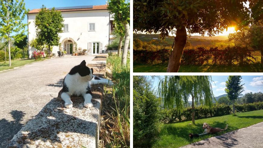 animaux, chats et chiens dans le jardin verdoyant du Piracante, Caiazzo, Campanie
