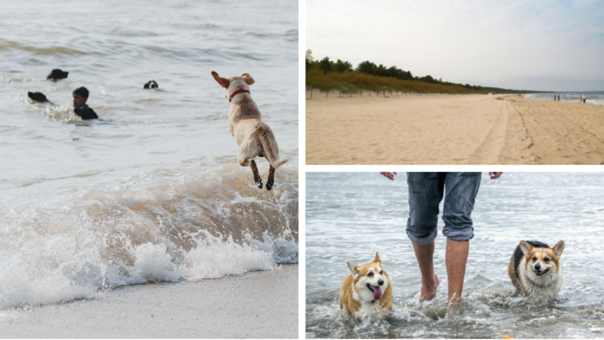 chiens à la plage