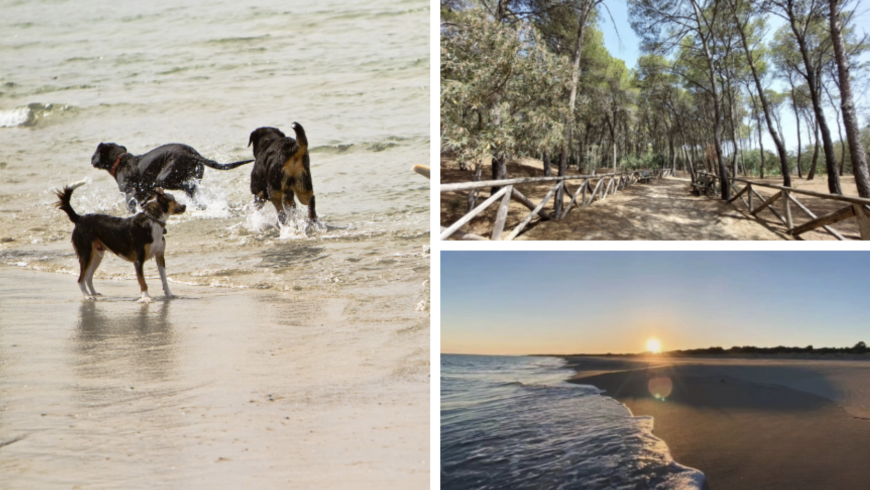Forêts de pins et plage avec chiens dans la Riserva Naturale