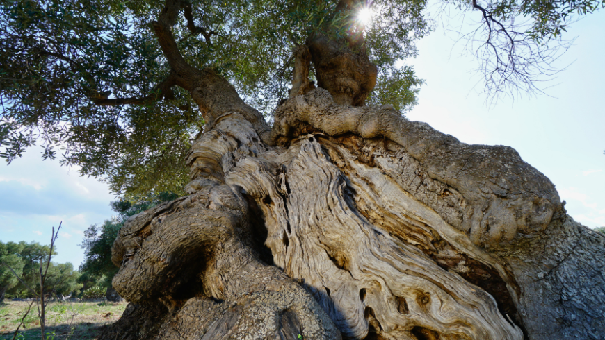 Oliviers dans le sud de la Murge dans les Pouilles