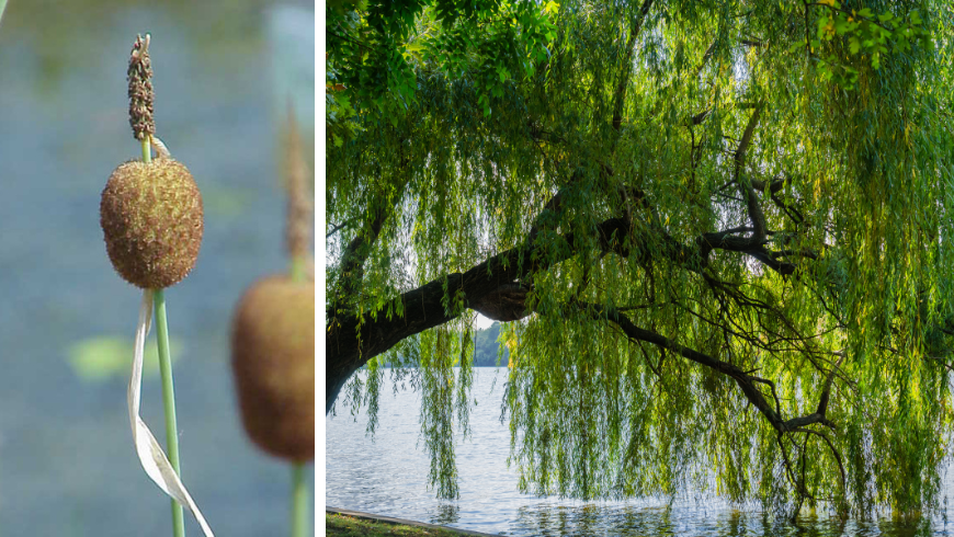Saule pleureur et plante typique du lac Penne