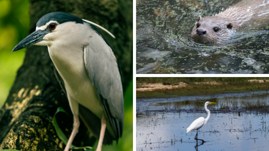 Les oiseaux typiques du lac Penne (le bihoreau et l'aigrette) et la loutre
