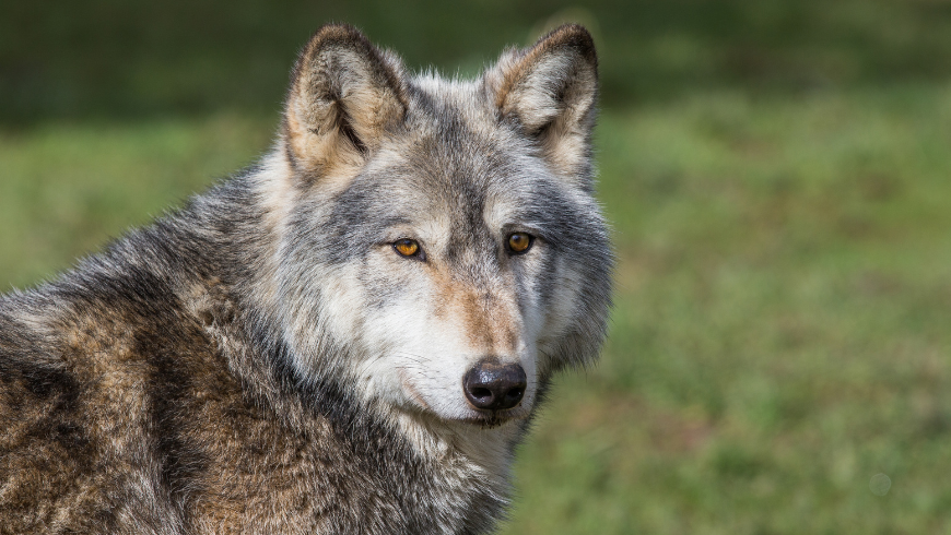 Loup dans la réserve naturelle