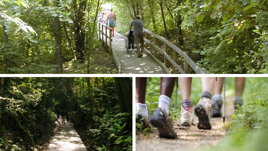 Sentier équipé de passerelle et de randonnée entre les sentiers du parc
