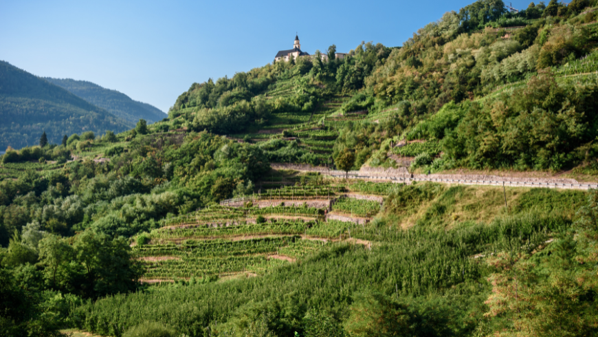 Les terrasses viticoles emblématiques de la vallée de la Cembra