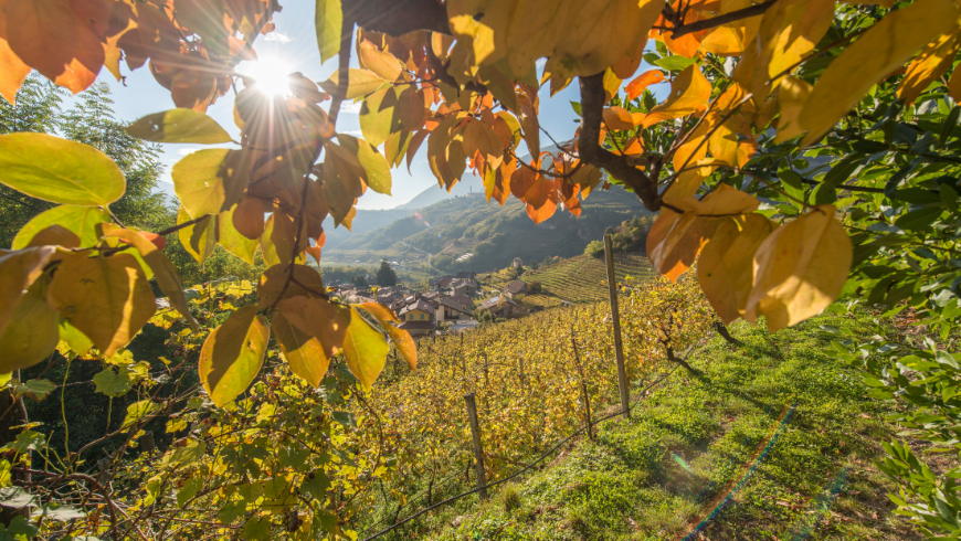 Les vignobles de la Vallée de la Cembra