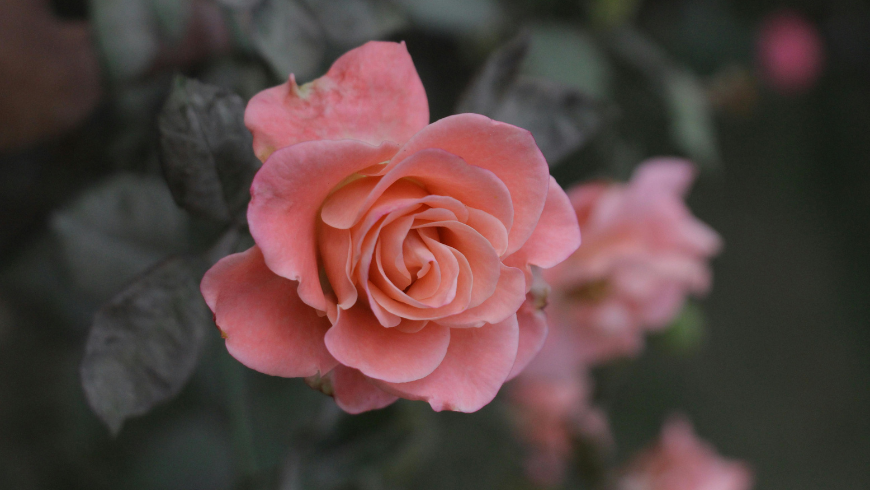 Belle rose rose