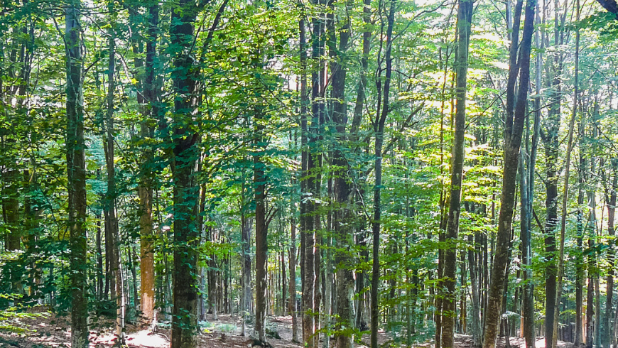 forêts de hêtres du Monte Amiata