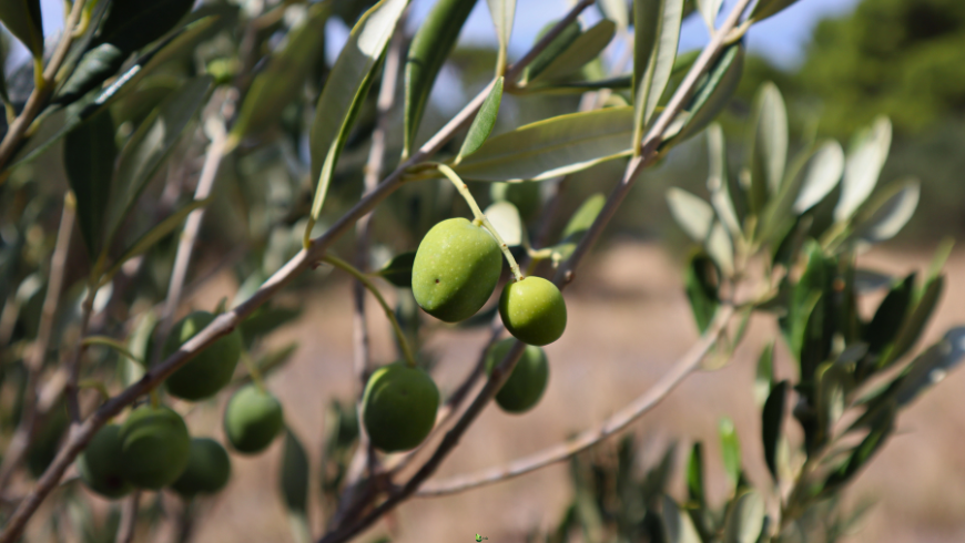 Récolte des olives dans les Abruzzes
