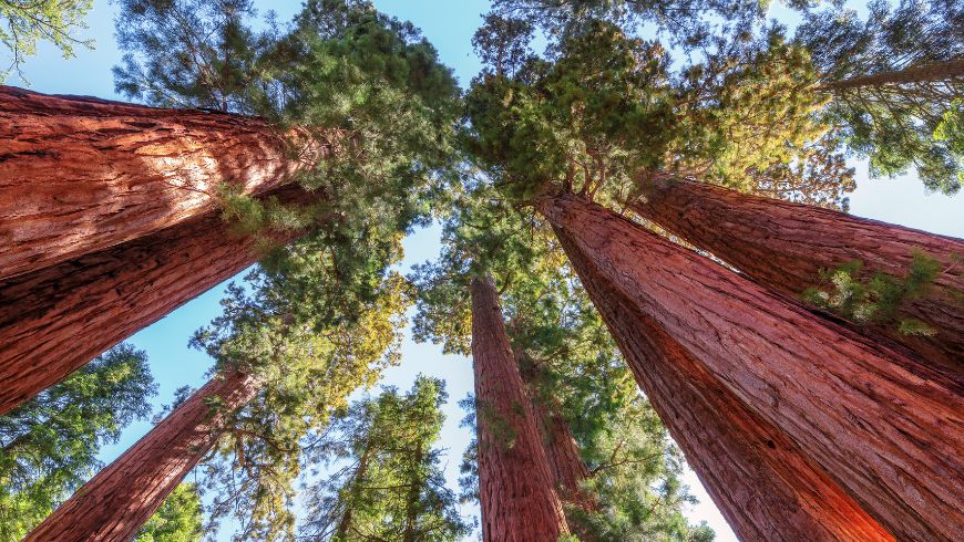 Séquoias géants dans le parc national Sequoia, États-Unis