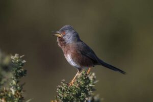Année record pour les parulines de Dartford dans les réserves naturelles de la RSPB