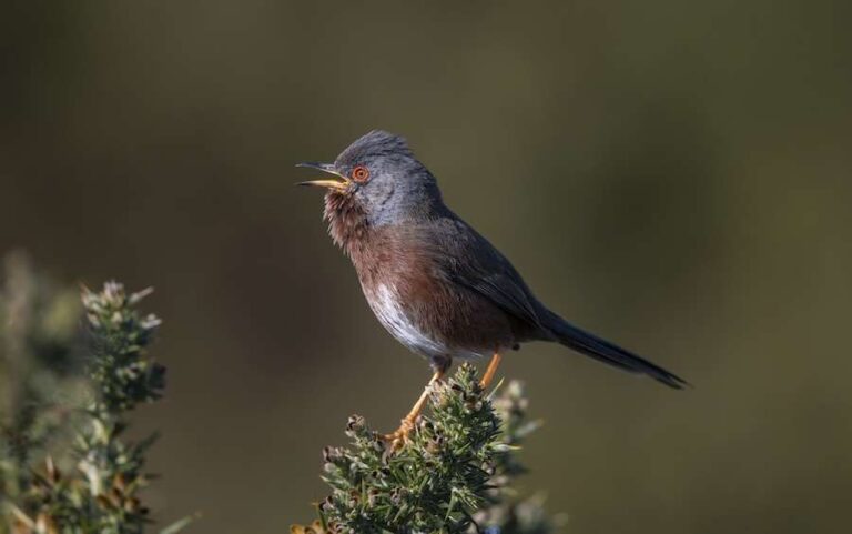 Année record pour les parulines de Dartford dans les réserves naturelles de la RSPB