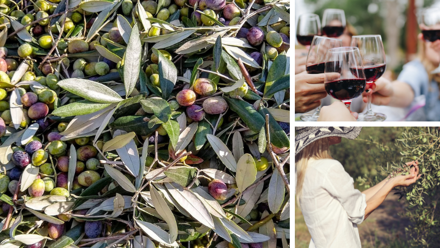 olive, vin, huile et fromages de Haute Campanie